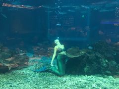 -海棠湾洲际-涛·海底餐厅·美人鱼·自助餐·海底隧道
