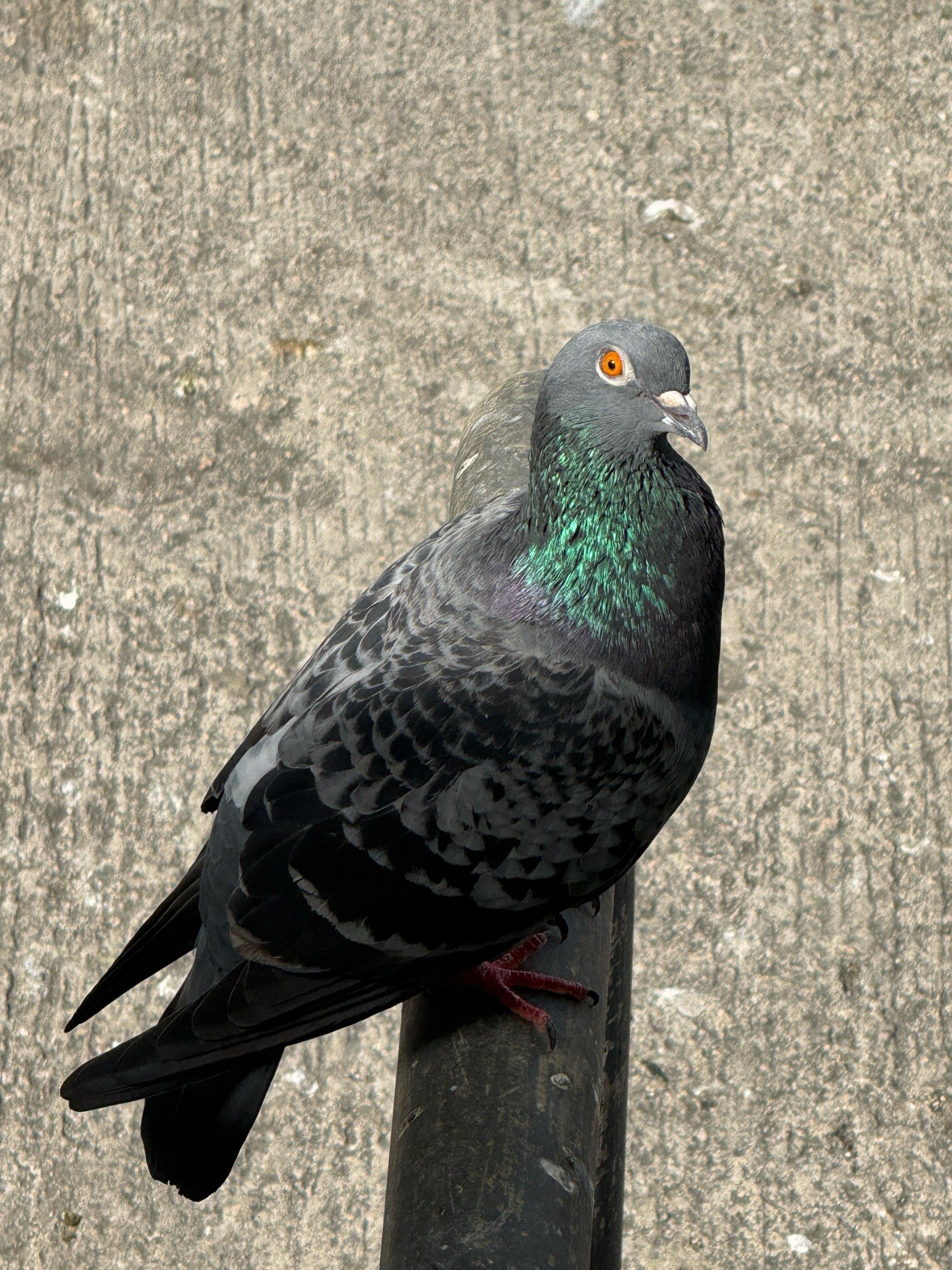 自由自在的鸽子🐦