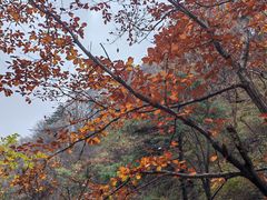 -王顺山国家森林公园