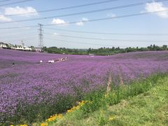 -紫颐香薰山谷景区