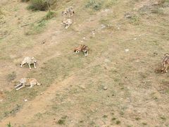 -鄂尔多斯野生动物园