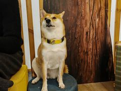 -柴迷FANS CLUB·柴犬狗咖·猫咖