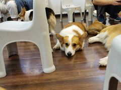 -柯斗斗主题餐厅·狗咖·围炉煮茶·茶饮(国瑞升平里店)