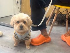 -帕帕拉兹宠物(亚洲旗舰店)