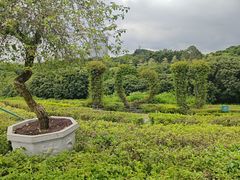 -东莞植物园