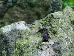 -雁荡山三折瀑景区