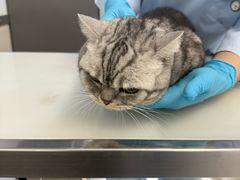 -爱妮康宠物医院·干细胞免疫细胞·肿瘤·心脏(张江店)