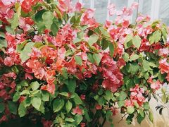 -国家植物园