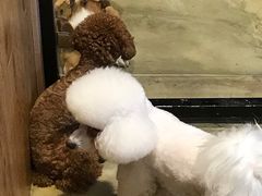 -八公叔叔宠物美容连锁(春申店)