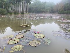 -中国科学院西双版纳热带植物园