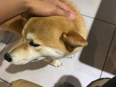 -柴务处·柴犬主题狗咖