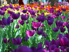 -长春公园(普阳街道)