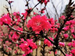 -白塘生态植物园