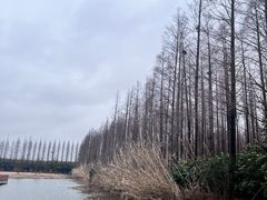 -黄海国家森林公园