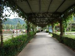 -亚龙湾国际玫瑰谷