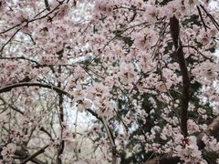 -桃花堤公园