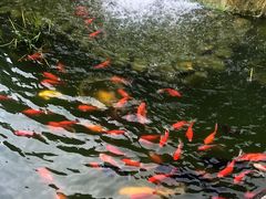 -合肥滨湖国家森林公园