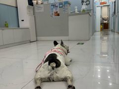 -纳吉亚猫专科动物诊疗中心(蒋宅口分院)