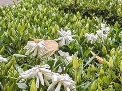 -龙头寺公园