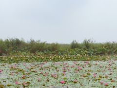 -白洋淀景区