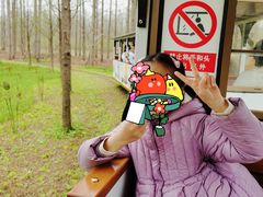 -黄海国家森林公园