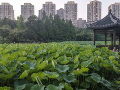 -龙头寺公园