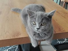 -平行世界·猫咖(首经贸店)
