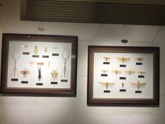 -上海昆虫博物馆