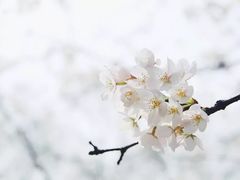 -武汉大学-樱园