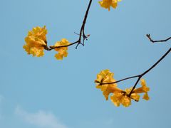 -海珠湖公园