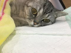 -爱侣宠医·鹦鹉专科·小型哺乳类·异宠专科(灵石路店)