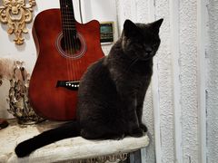 -共舞时光猫咖·狗咖(新街口店)