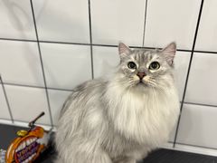 -BABIT巴比特宠物(MOMOPARK店)