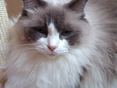 -MOCHA明星猫咖(田子坊店)