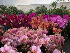 -龙大花卉苗木市场