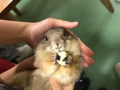 -藦茜花园宠物主题亲子互动体验馆(国顺东路店)