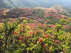 -大围山国家森林公园
