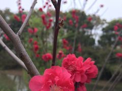 -昆山城市生态森林公园