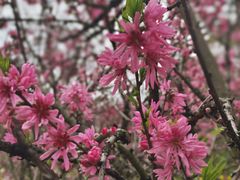 -南汇桃花村