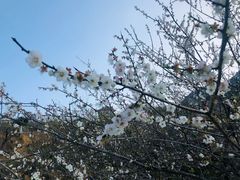 -广州市流溪河国家森林公园