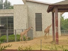 -石家庄市动物园