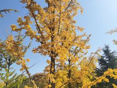 -大兴滨河森林公园