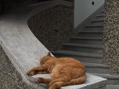 -上海瑞金洲际酒店