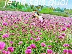 -径山花海