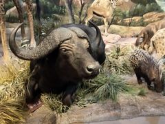 -陕西自然博物馆