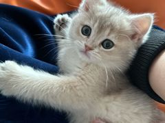 -lincat·猫舍(广州店)