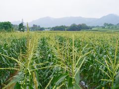 -光明小镇欢乐田园