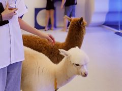 -Blue Concept Cafe&Farm·關於藍