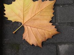 -百林公园-两江幸福广场