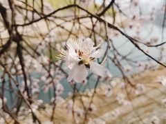 -桃花堤公园